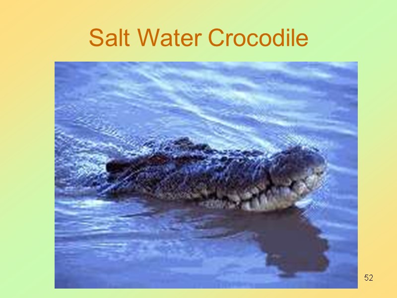 52 Salt Water Crocodile